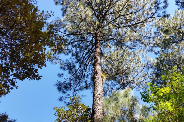 Nueva Ley Forestal, riesgo para bosques comunitarios